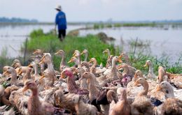 The global COVID-19 pandemic is widely believed to have originated in wildlife trading networks in China and southeast Asia
