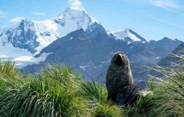 Fur seal in front of Mount Sugartop, South Georgia and South Sandwich Islands. Credit - Vicki Foster Insta @vicki.foster