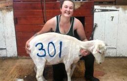 In the Falklands a woman shearer with her tidy accomplishment