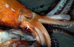 “Squid being captured now is 20 centimeters long, 158 grams, mature and S and SS sizes,” added the INIDEP official