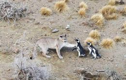 The dietary shift reflects a broader ecosystem transformation. Until the late twentieth century, the area was dominated by sheep ranching