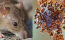 Hantavirus shows a reduced capacity to mutate compared with other pathogens such as influenza or coronaviruses