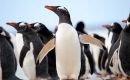 The northern Gentoo, or Pygoscelis papua, lives on the Falkland and Martillo Islands of South America. These penguins thrive in the warmer and saltier waters north of the polar front
