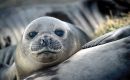 Australian Antarctic Program says mortality in some elephant seal harems as high as 97%.
