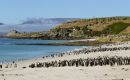 Among the projects is the first census of the Southern Rockhopper Penguin in more than fifteen years, to be carried out using drones and artificial intelligence