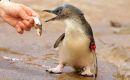 Operations will be conducted at night when the penguins return from the sea and are directed to a special area where they will receive the first dose