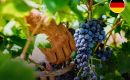 This was the earliest start to the harvest ever in all wine-growing regions, Wine Institute spokesman Ernst Büscher said