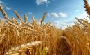 The FAO Cereal Price Index increased by 5.1 percent from August, averaging 17.2 percent higher than its September 2025 level.