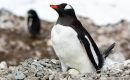 Chinstrap and macaroni penguins nesting on the volcanic slopes of Zavodovski Island (credit: Nicole Richters)